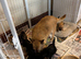 Homebred Jack Russel x Norwich terrier (cross) puppies