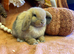 Mini lop