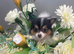 Stunning Chihuahua x Pomeranian pups