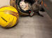 Last 2 GCCF Registered Maine Coon Kittens. Can deliver.