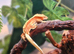 Crested geckos