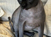 Canadian Sphinx