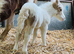 Beautiful SPSBS reg colt foal