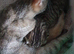 AVAILABLE NOW Pure breed Scottish fold tabby gold boy