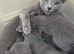 Russian blue