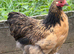 Pekin bantam girls for sale