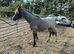 Registered Welsh a colt