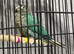 Torquise conure looking for a new home in Leeds