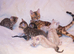Stunning TICA Registered Bengal Kittens