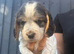 Beautiful working cocker spaniel puppies