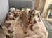 Dachshund puppies