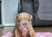 English bulldogs merle