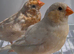 Triple orange zebra finches