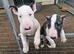 English bullterrier pups