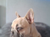 KC french bulldog pups