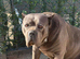 4mth male pup