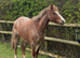 Beautiful first pony soft cuddly a true gem! Follows you everywhere