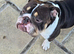 3 Year old English Bulldog