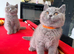 ONLY ONE BOY AVAILABLE-GCCF British Shorthair Blue Kittens