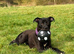 Staffy Cross