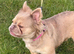 Fluffy French bulldog