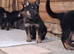 Beautiful German shepherd puppies
