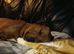 Staffy cross rottie