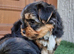 Amazing Yorkshire terrier puppies