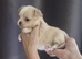 Beautiful chihuahua puppies kc