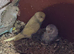 Beautiful baby budgies available in a variety of colours.