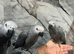 Friendly Baby HandReared Male Super Tame Cuddly African Grey Parrot,23