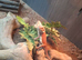 Female beared dragon