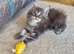 Beautiful Maine Coon Kittens