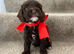 Pra clear f1BB miniture cockapoo puppies