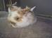 Lion head and lop ear baby rabbits
