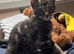 Maicon × Bengal Male Kitten