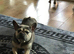 2 French bulldog girl looking for a new home.