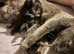 Ragdoll x Russian Blue babies
