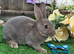 Opal Mini rex buck for reserve