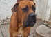 Bulldane For Stud