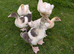 West of England cross goslings