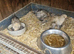 Sablepoot chickens