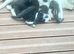 Kittens for sale