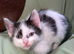 3 kittens