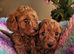 Licensed breeder, red tiny toy cavapoo litter