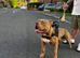 Old tyme bulldog X pocket bully