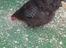 1 bantam hen