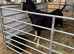 BGS registered British alpine billy goat stud loan