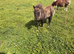 Miniature Shetland pony