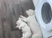 Cavachon boy